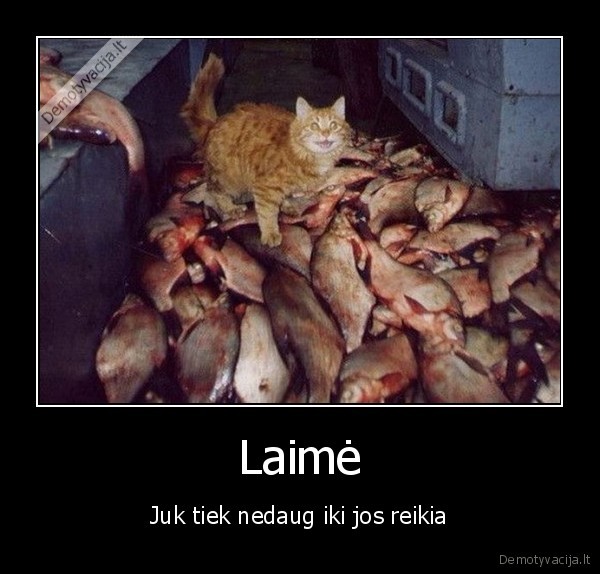 laime,reikia,katinas,zuvys