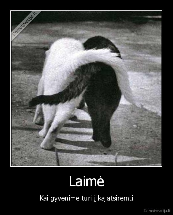 katyte, juoda, katinelis, baltas