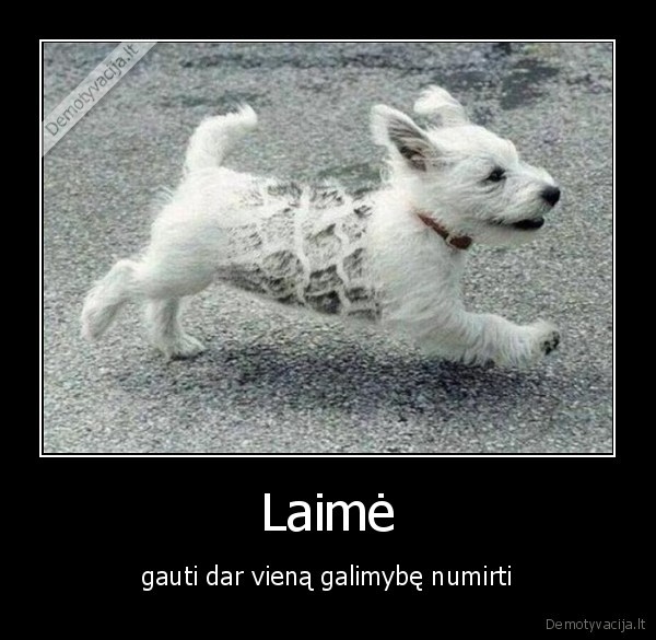 laime,pervaziuotas, suo,pervaziuotas, suniukas,galimybe, numirti