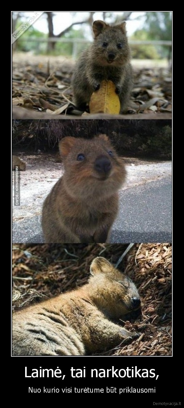Laimė, tai narkotikas,