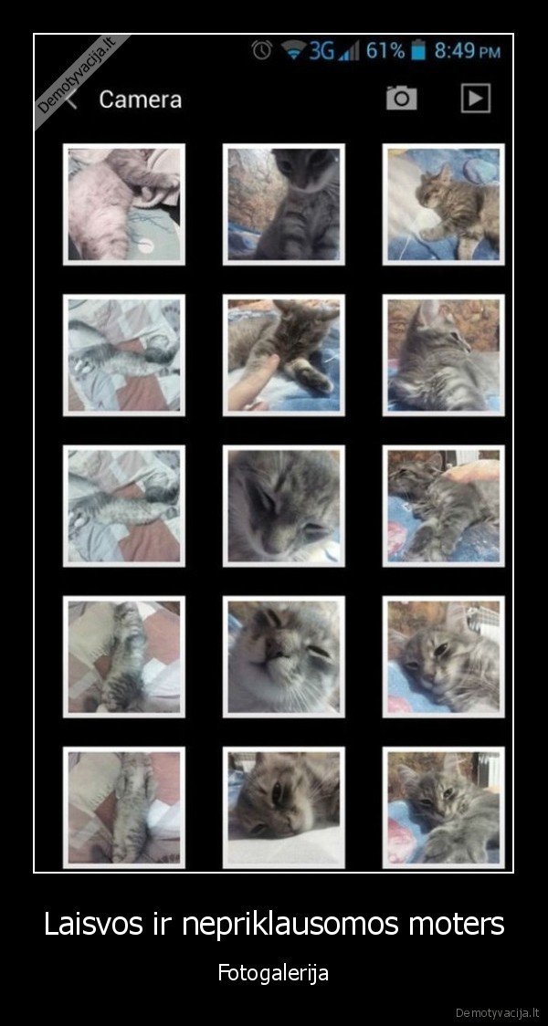 kaciu, nuotraukos,katinu, nuotraukos,kates, foto
