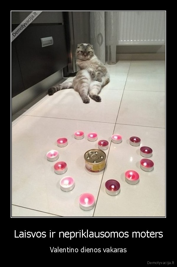 valentinas,katinas,sirdeles