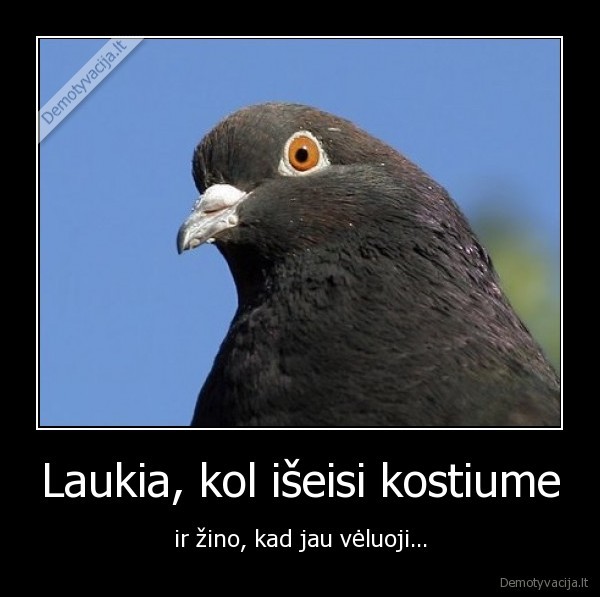 gulbe, kostiumas, sudas