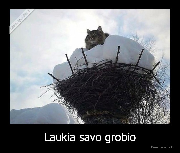 katinas,gandralizdis,laukia