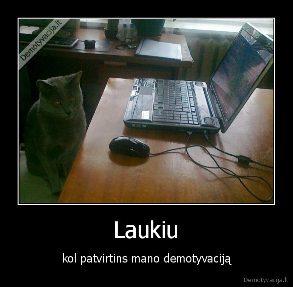 katinas,kompiuteris,laukia