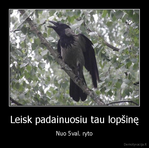 rytas,varna,varnos,miegas