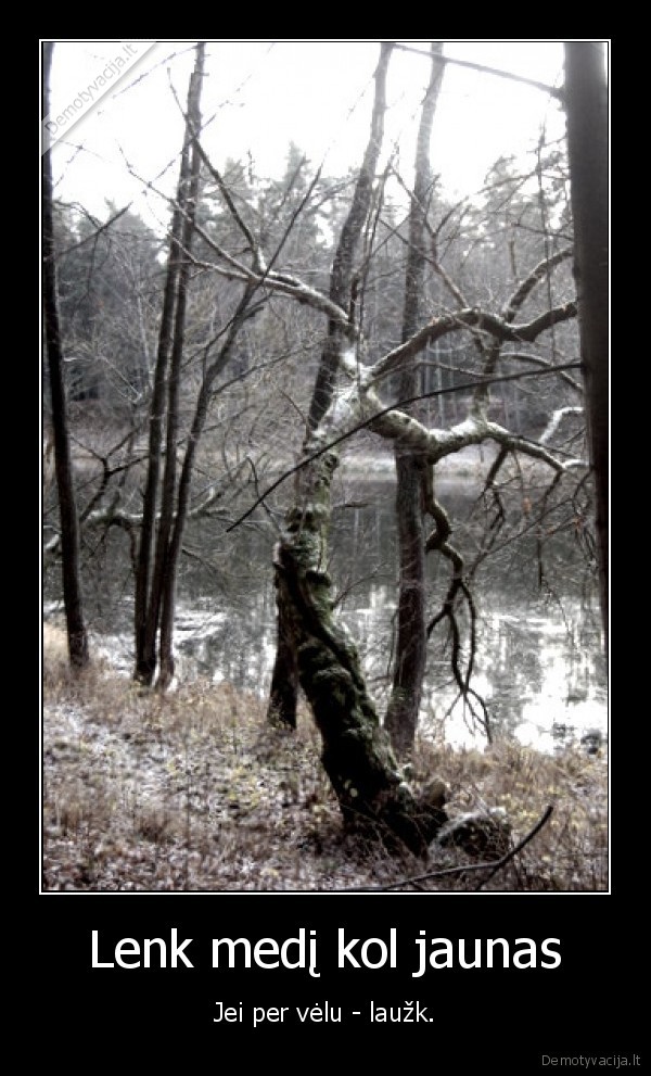 Lenk medį kol jaunas