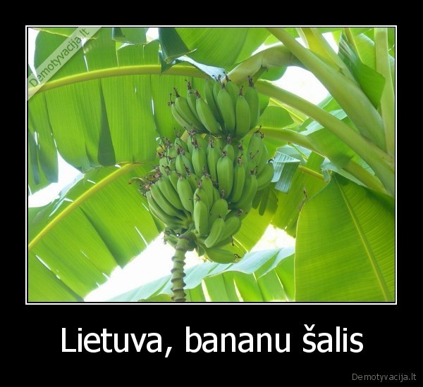 Lietuva, bananu šalis
