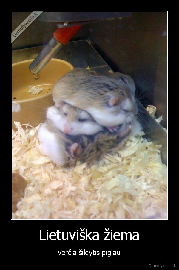 ziema, kainos, sildymas, ziurkenai