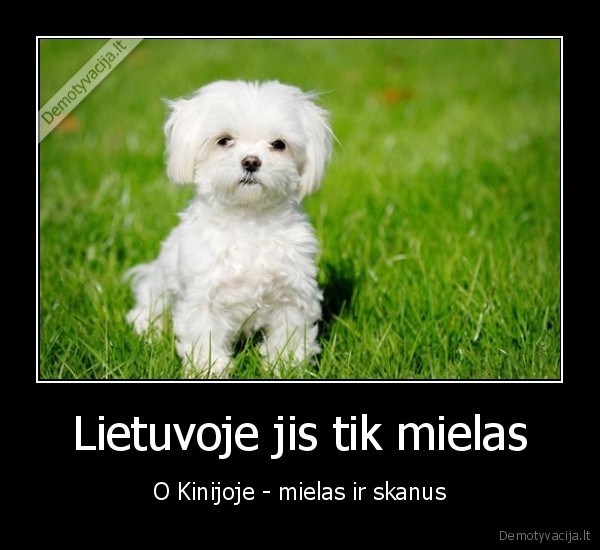 mielas, suniukas,skanus, suo,sunu, valgymas