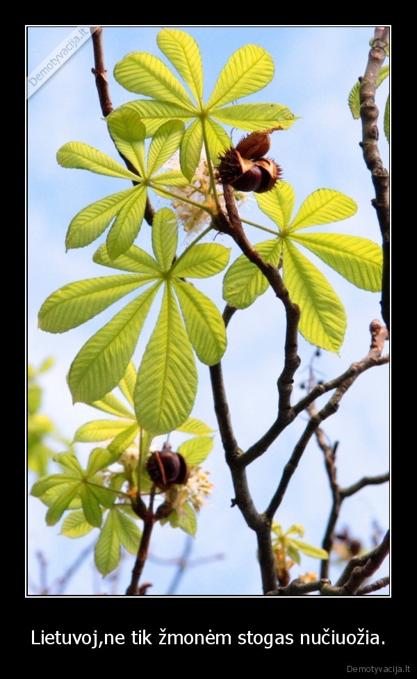 Lietuvoj,ne tik žmonėm stogas nučiuožia.