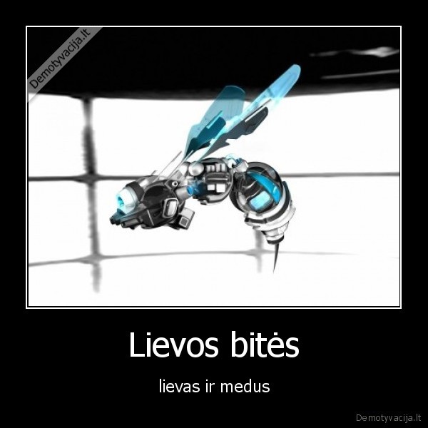 lievos, bites, lievas, ir, medus