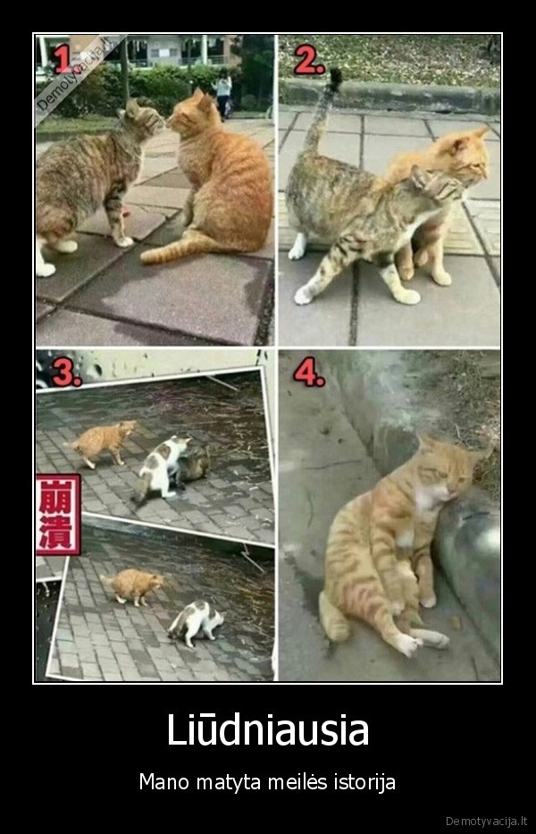 kates,poruojasi,poravimasis