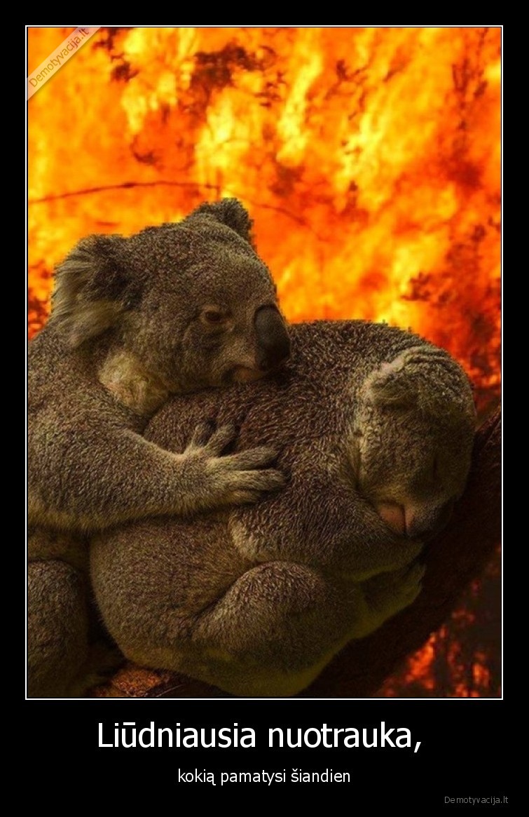 koala,australija,gyvybe