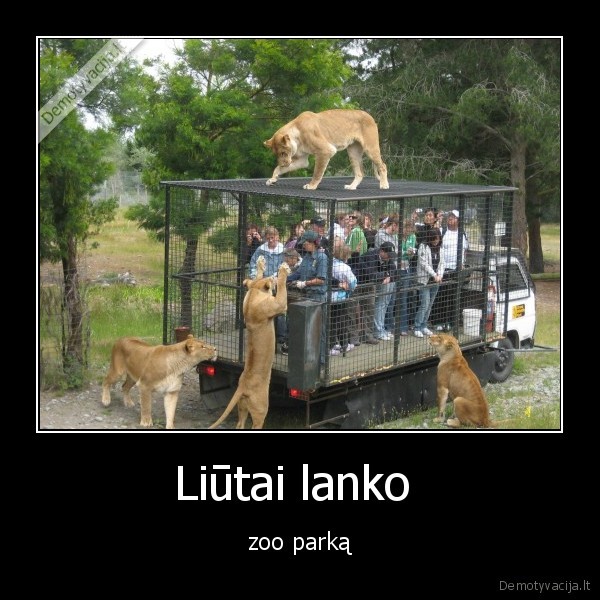Liūtai lanko 