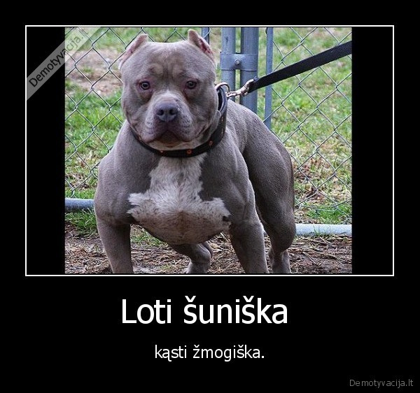 Loti šuniška 