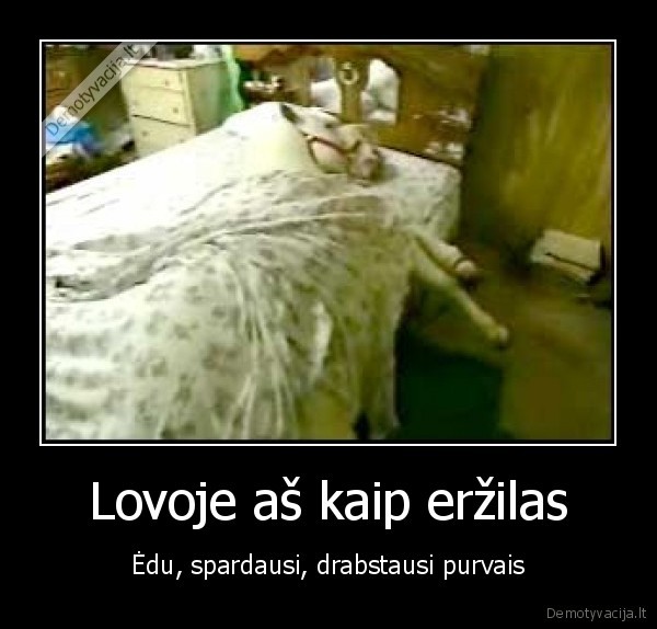 arklys,zirgas,erzilas,purvas,lova,maistas,edalas