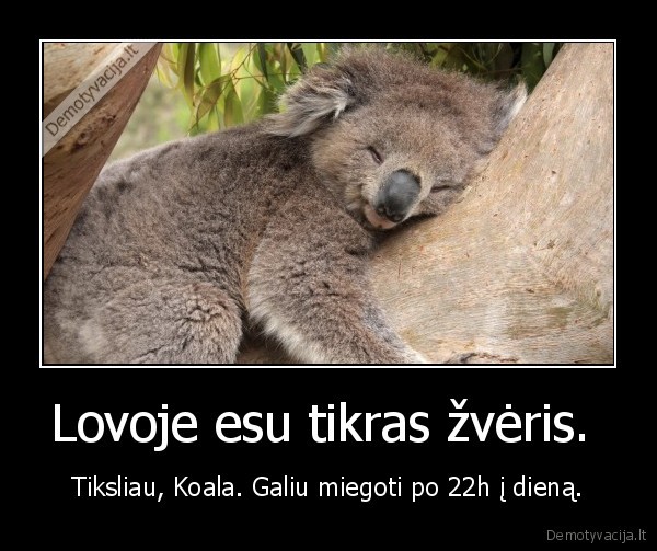 lova,zveris,koala,miegas
