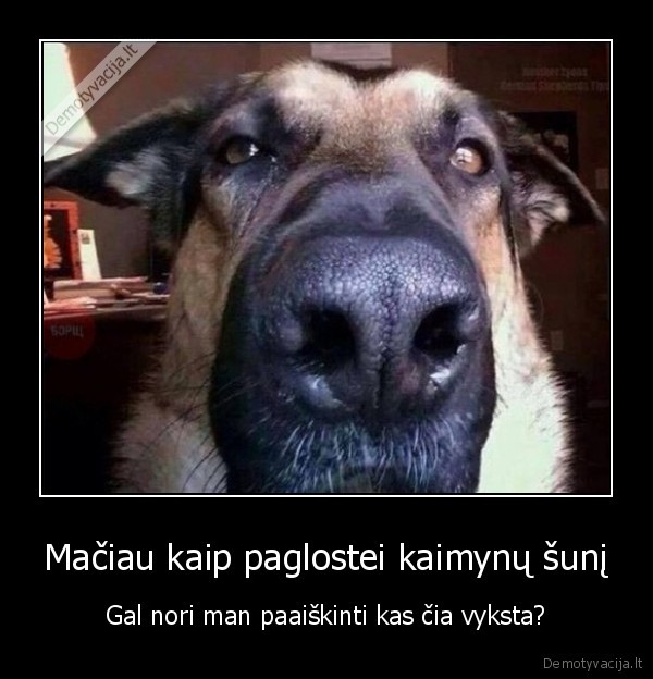 piktas, suo,juokingas, suo