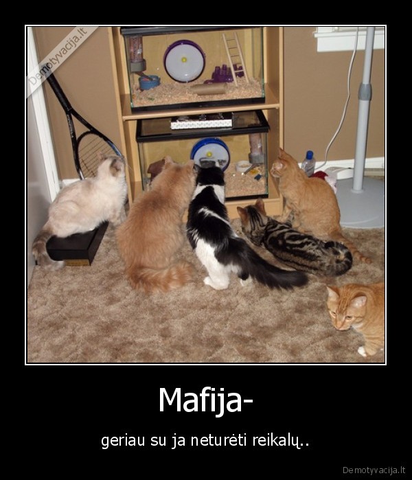 katinai, mafijozai, uzspaude, ziurkena, i, kampa, 