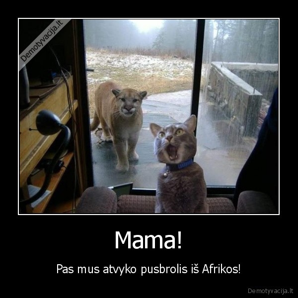 katinas,didelis, katinas