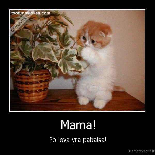 mieli, gyvunai, kates, donoras