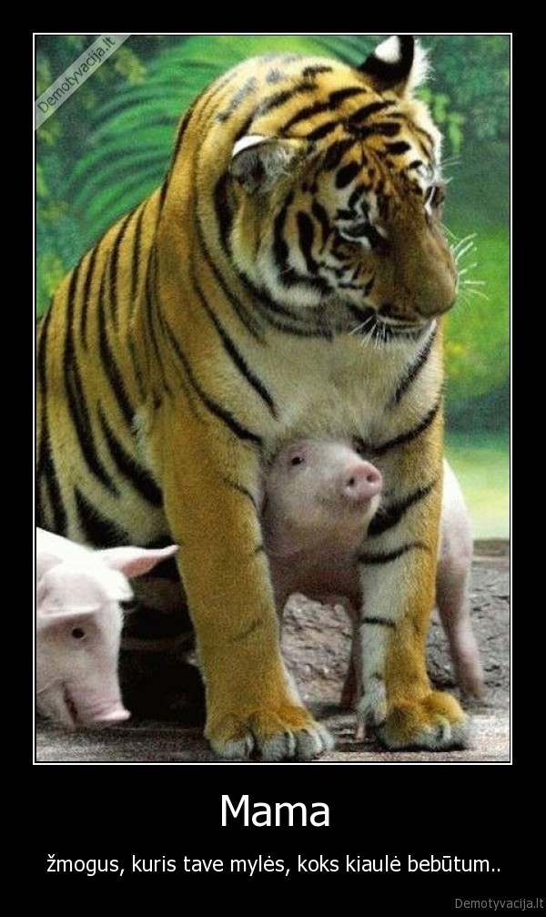 kiaule,tigras