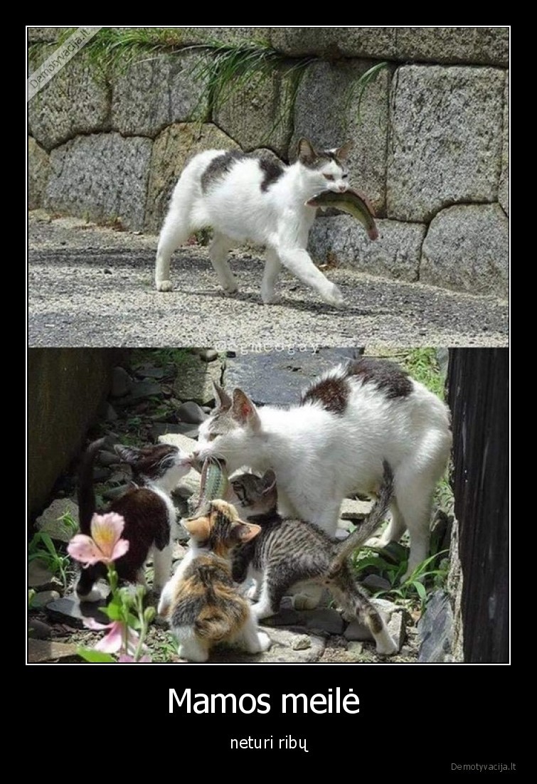 mama,kate,zuvis,vaikai