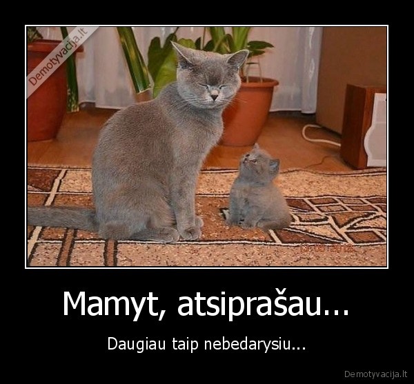 pikta, kate,liudnas, kaciukas