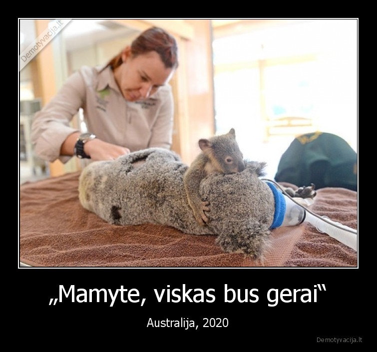 australija,gaisras,koala