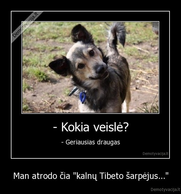 suo, tibetas, sarpejus, geriausias, draugas