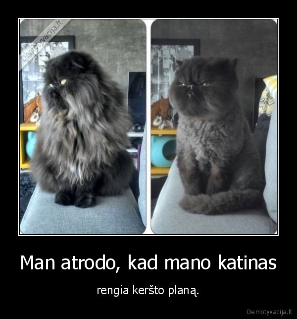 kate,katinas,pukuotas,nuskustas,kirpykla