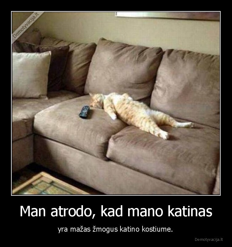 kate,katinas,zmogus,kostiumas