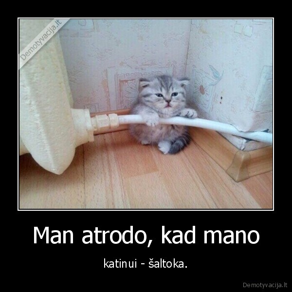 kate,katinas,radiatorius,salta,silta