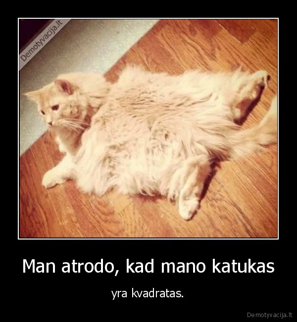 kate,katinas,katukas,kvadratas