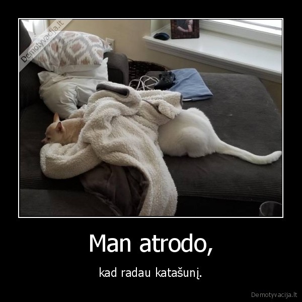 kate,katinas,suo,katasunis