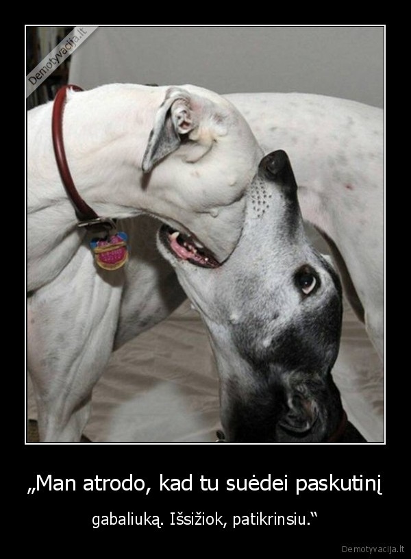 suo,sunys,eda,gabaliukas