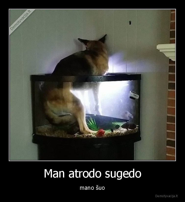 suo,akvariumas,sugedo