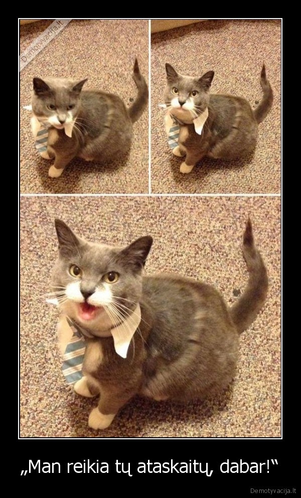 kate,katinas,bosas,sefas,ataskaitos