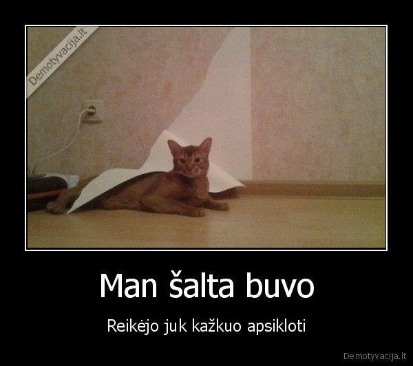 juokingas, katinas,blogas, katinas,suplese, tapetus