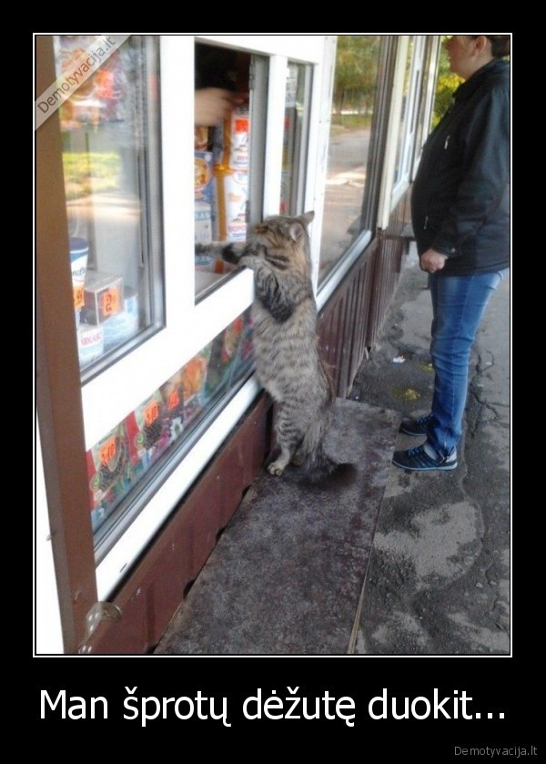 juokingas, katinas,katinas, kioskelyje