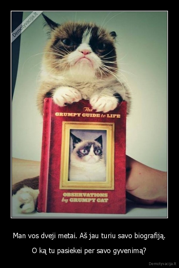 grumpy, cat,biografija,knyga, apie, gyvenima