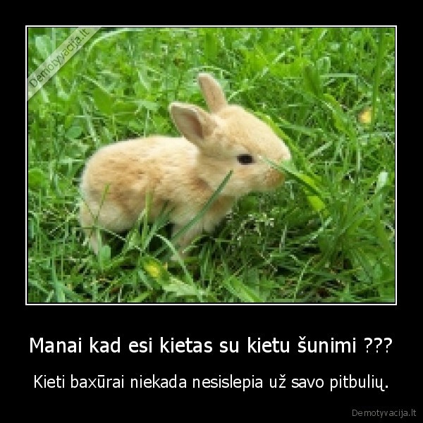 Manai kad esi kietas su kietu šunimi ???