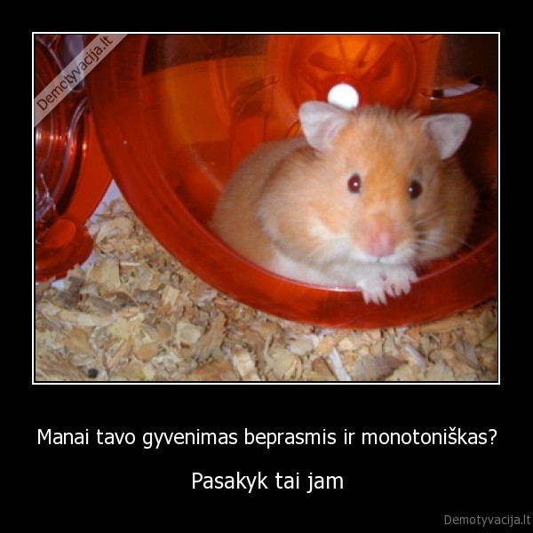 ziurkenas,ratas,namukas,pjuvenos, ir, girdykla