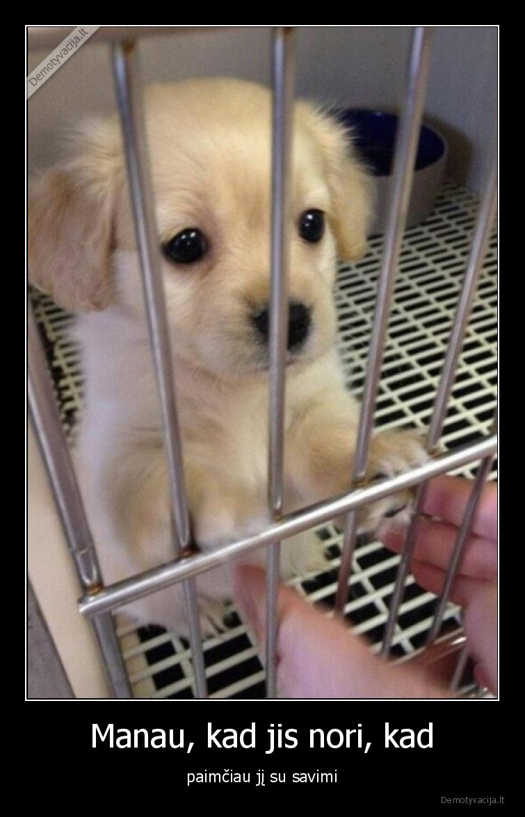 suniukas,namai,prieglauda,suo,mielas