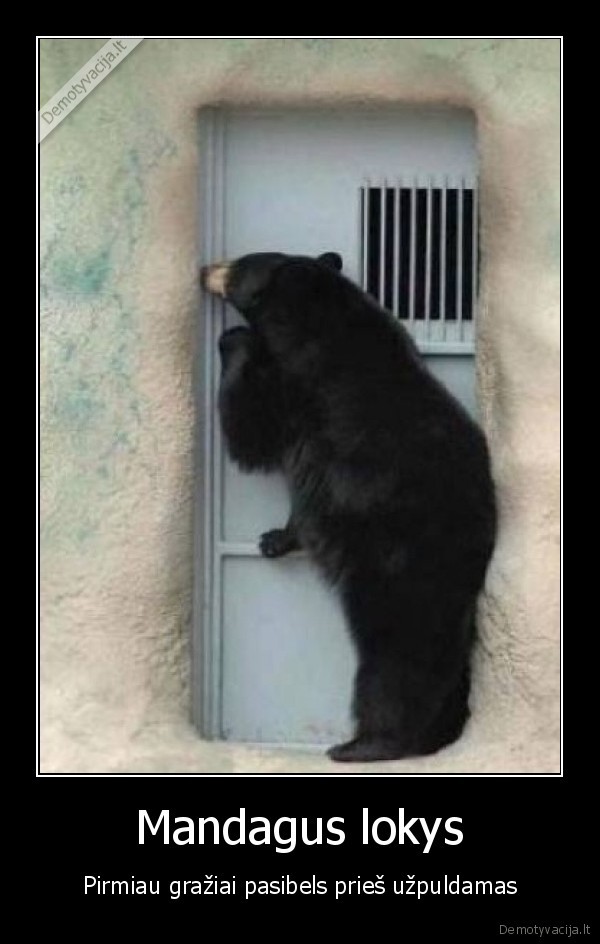 lokys, kuris, beldziasi, pas, kubiliu