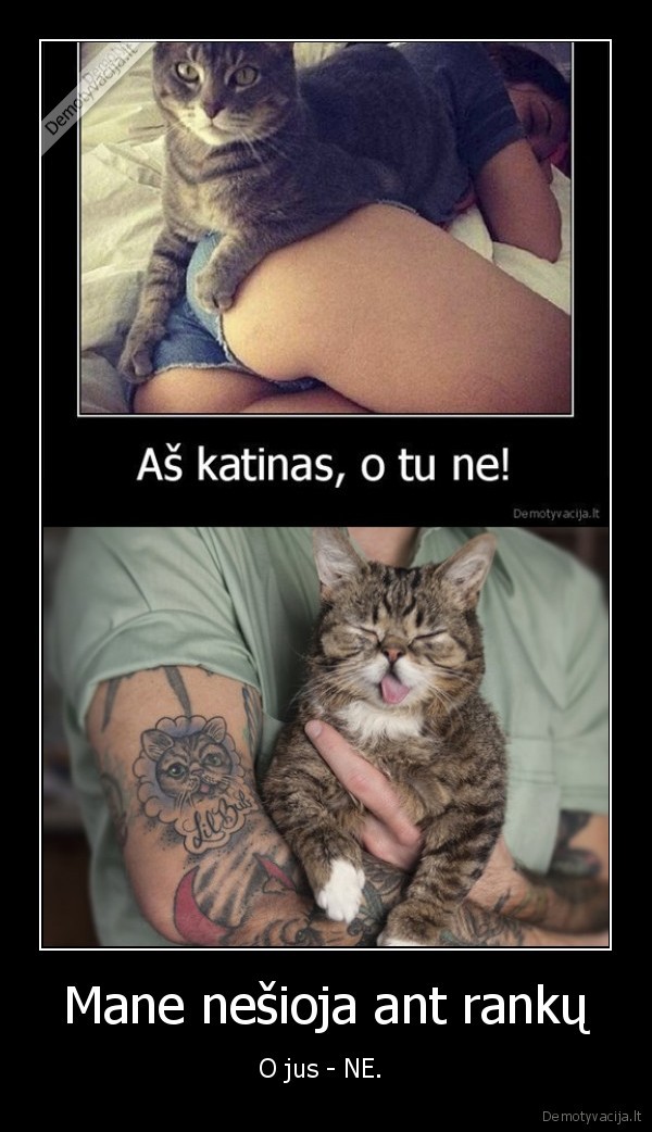 katinas,nesioja,mielas