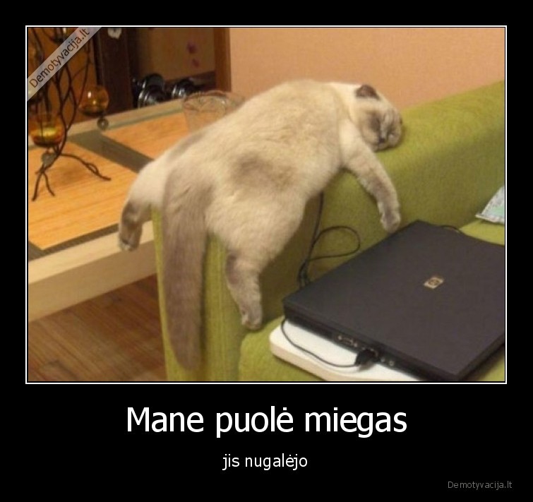 nugalejo,miegas,miega,katinas,sofa