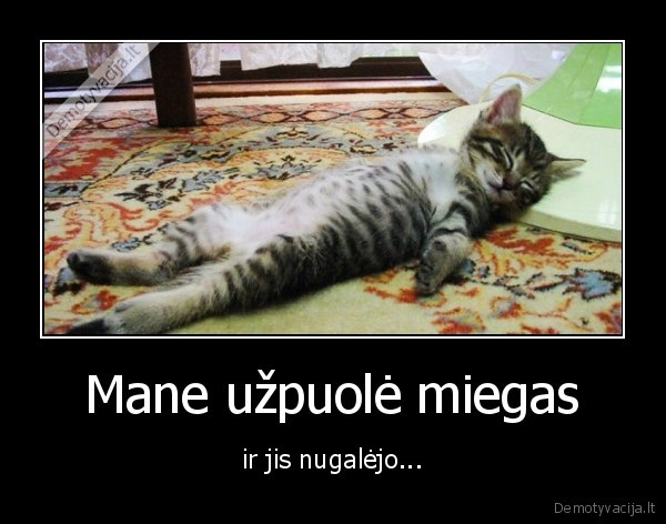 miegas,pulti,katinas,miega,miegoti,sapnai
