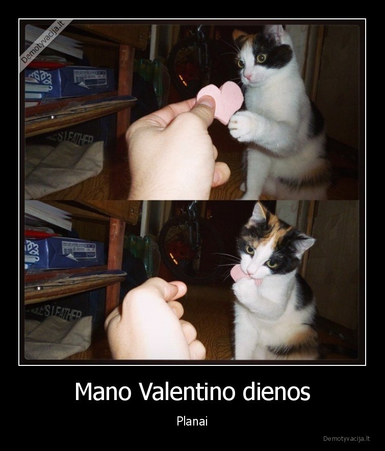 katinas,kaciukas,desryte